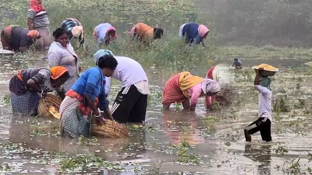 দেশজুড়ে বৃষ্টিপাত কৃষকদের জন্য আশার আলো