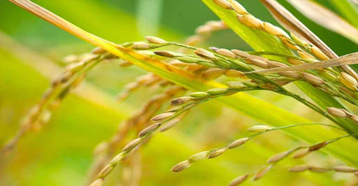 ধানের নতুন জাত উদ্ভাবনে সফলতা